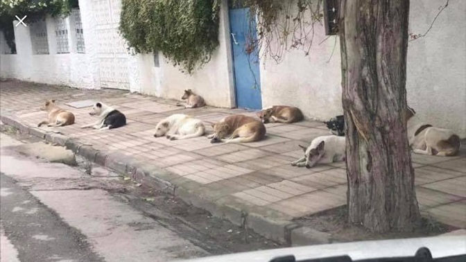 تجوب الشوارع وتحاصر المؤسسات التربوية..   مخاوف من الكلاب السائبة "تحبس الأنفاس".. فكيف ستكون العودة المدرسية؟